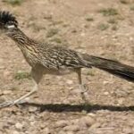 roadrunner