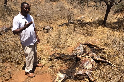 THE DONKEY SKIN MARKET: THREAT FOR DONKEY WORLD POPULATION AND RURAL AFRICAN COMMUNITIES