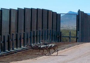 wall-deer