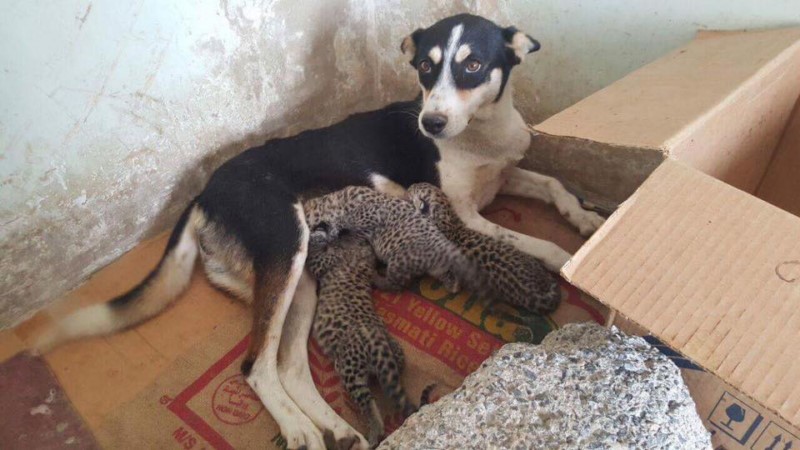 Taiz zoo: when man’s devastation influences the life of the animals