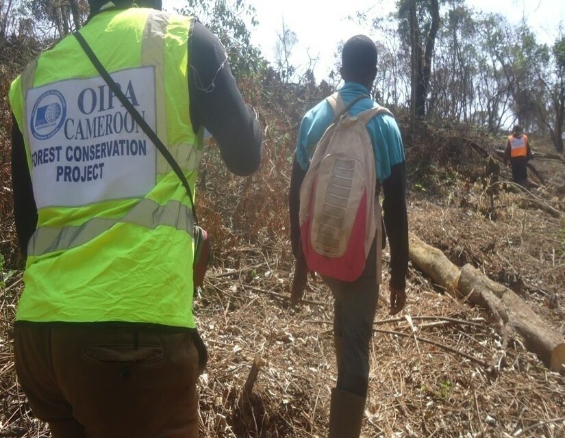 10 REASONS TO PLANT A TREE  WITH OIPA INTERNATIONAL