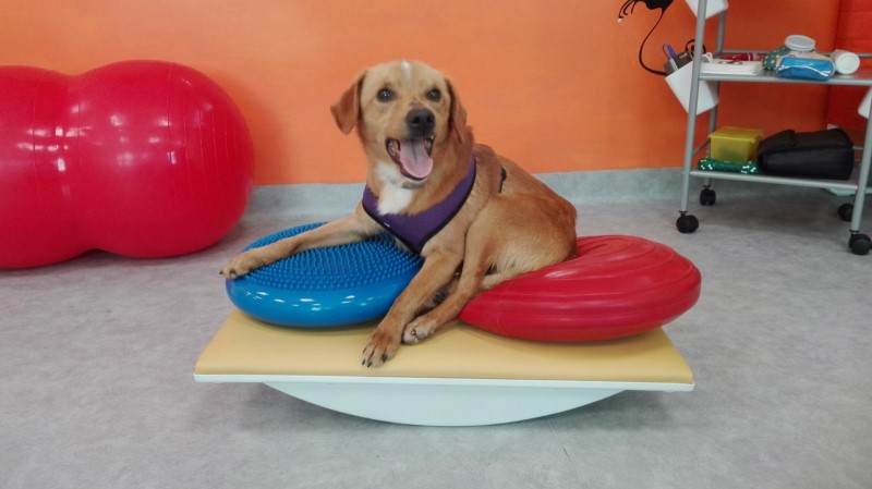 RAN OVER AND ABANDONED PARALYZED: THOMAS, LITTLE DOG RESCUED BY OIPA VOLUNTEERS