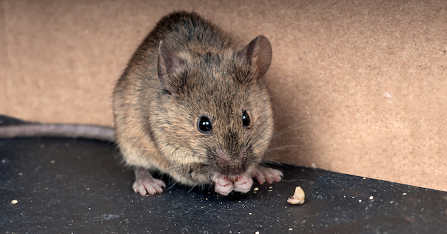 OIPA INDIA SENT A GRIEVANCE TO THE MINISTRY OF RAILWAYS ADVOCATING FOR MOUSE BEING KILLED WITH ILLEGAL GLUE TRAPS