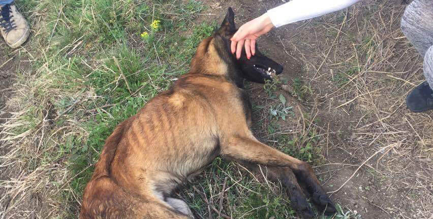 DOG FOUND STARVING TO DEATH AND RESCUED IN KOSOVO. UNFORTUNATELY HE PASSED AWAY, RAISE YOUR VOICE FOR HIM!