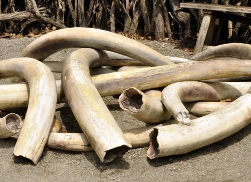 STAND WITH OIPA INTERNATIONAL FOR ELEPHANTS IN CAMEROON