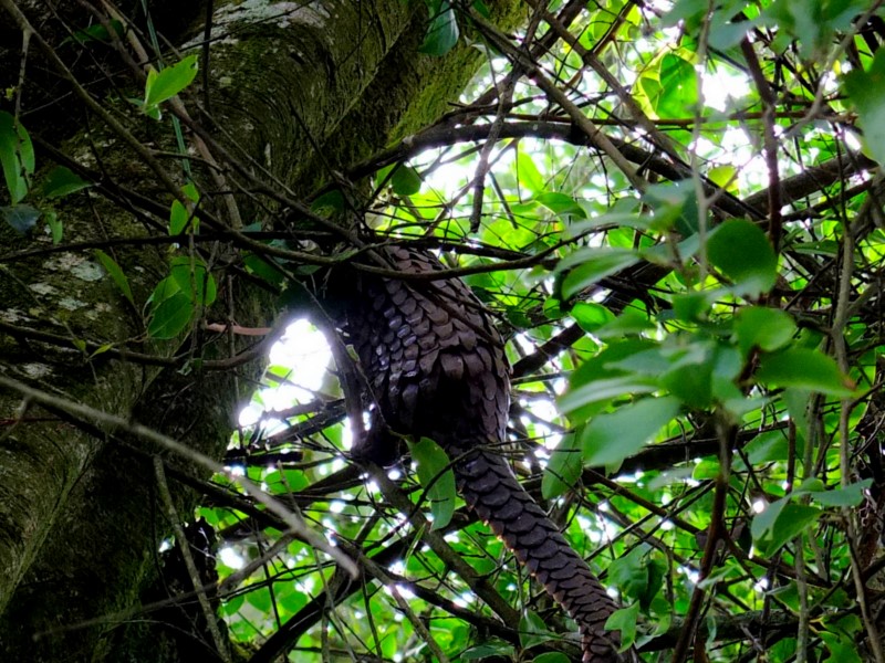 OIPA STARTS A FOREST AND WILDLIFE CONSERVATION PROJECT WITH THE MINISTRY OF FORESTRY AND WILDLIFE OF CAMEROON  – The habitat of the endemic pangolin and shimpanzee, endangered species, will be protected