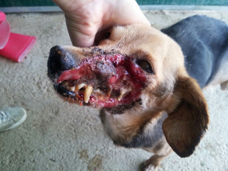 PEPETTE: DISFIGURED ON HER FACE, A STRAY DOG RESCUED BY OIPA VOLUNTEERS. SHE IS STILL SUFFERING AND NEEDS MEDICAL CARE. PLEASE DONATE YOUR HELP