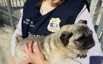 PUG DOG STOLEN AND FOUND BY OIPA ANIMAL GUARDS AFTER 3 YEARS. NOW IS BACK HOME