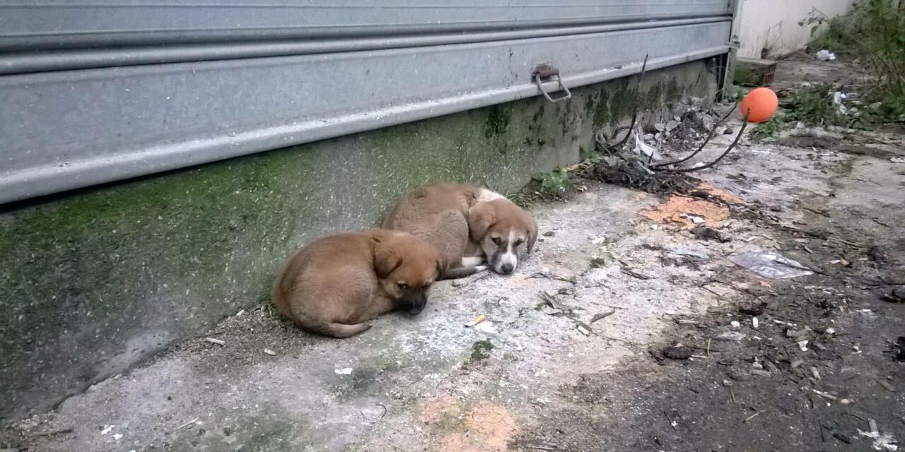 STRAYCOCO FOUNDATION – OIPA SWITZERLAND IS PROMOTING STRAYDOG STERILIZATION IN ALBANIA: SUPPORT THEM!