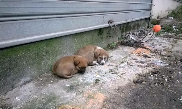 STRAYCOCO FOUNDATION – OIPA SWITZERLAND IS PROMOTING STRAYDOG STERILIZATION IN ALBANIA: SUPPORT THEM!