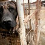 taiwan ban dog-cat meat
