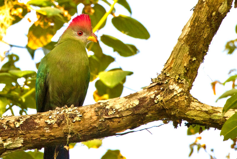 ARE YOU A BIRD LOVER? DO YOU WANT TO DO SOMETHING FOR BIRDS? THEN IT IS TIME TO ACT. SAVE ONE OF THE REAREST SPECIES OF BIRDS: Tauraco bannermani