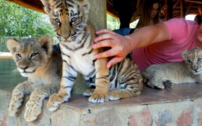 UKUTULA, SOUTH AFRICA – SIGN THE PETITION!