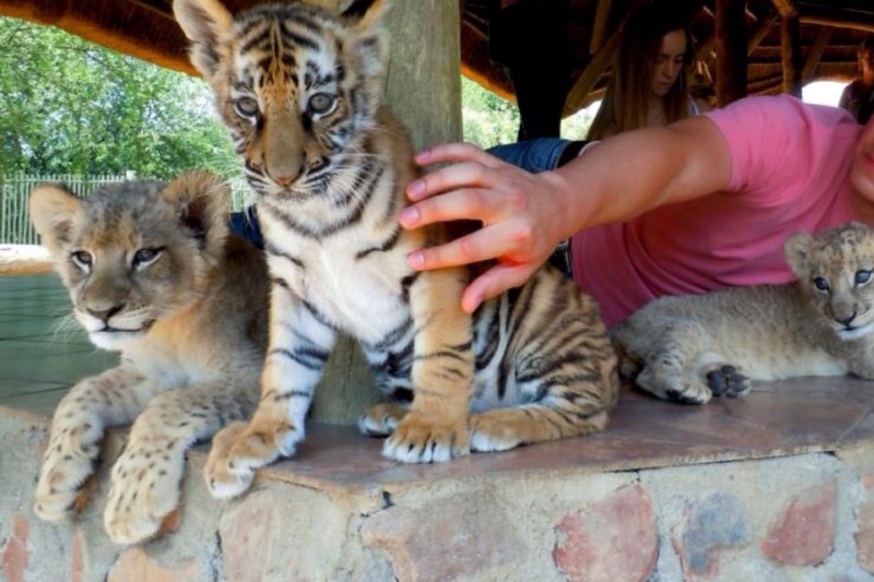 UKUTULA, SOUTH AFRICA – SIGN THE  PETITION!