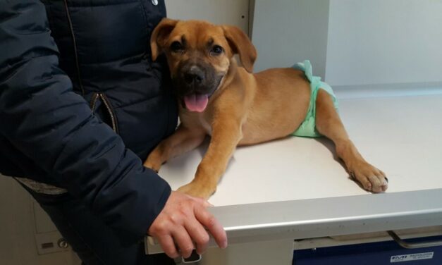 PRISONER IN HER OWN BODY, BETTY HAS ONLY A DREAM: TO WALK.  GIVING YOUR SUPPORT, YOU WILL HELP HER TO FULFILL IT.   