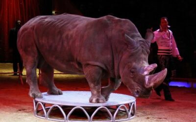Italy: End of Animal Performances at Orfei Circus Marks an Important Victory for Animal Welfare