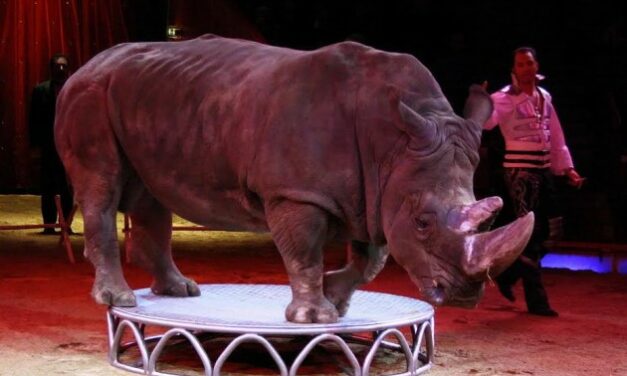 Italy: End of Animal Performances at Orfei Circus Marks an Important Victory for Animal Welfare