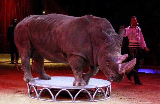 Italy: End of Animal Performances at Orfei Circus Marks an Important Victory for Animal Welfare