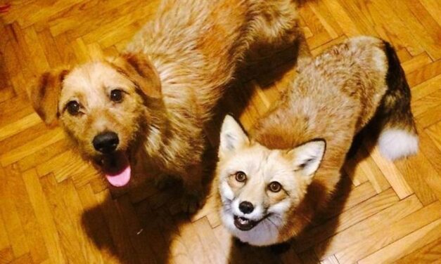 EU WITHDRAWAL BILL: ANIMAL SENTIENCE CLAUSE NOT TO BE INCLUDED IN BREXIT WITHDRAWAL BILL