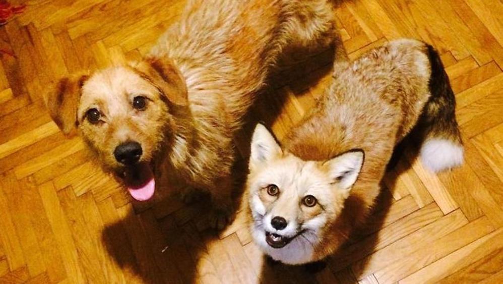 EU WITHDRAWAL BILL: ANIMAL SENTIENCE CLAUSE NOT TO BE INCLUDED IN BREXIT WITHDRAWAL BILL