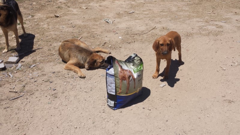 Urge Russian Govt to stop mass-killing of stray dogs ahead of FIFA2018