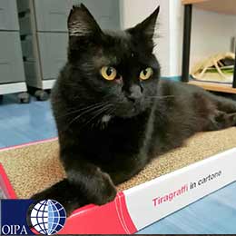 True ailurophiles love black cats
