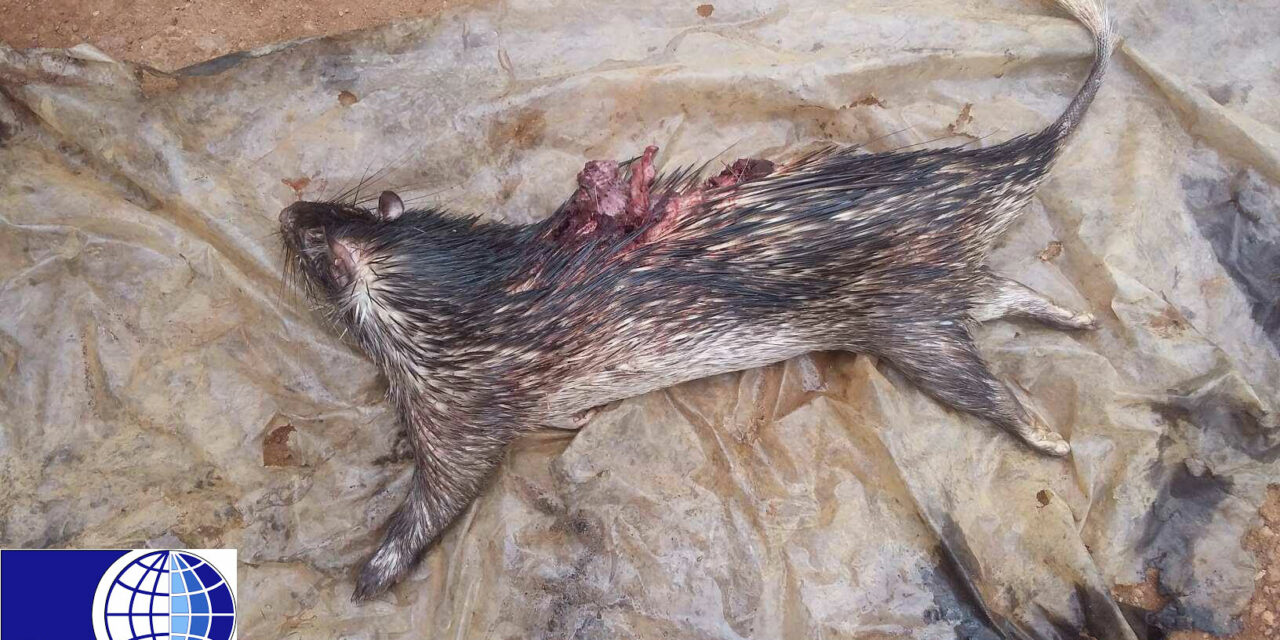 PORCUPINES UNDER THREAT IN CONGO