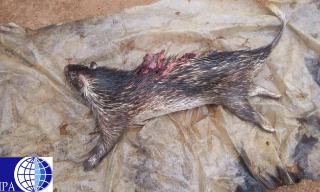 PORCUPINES UNDER THREAT IN CONGO