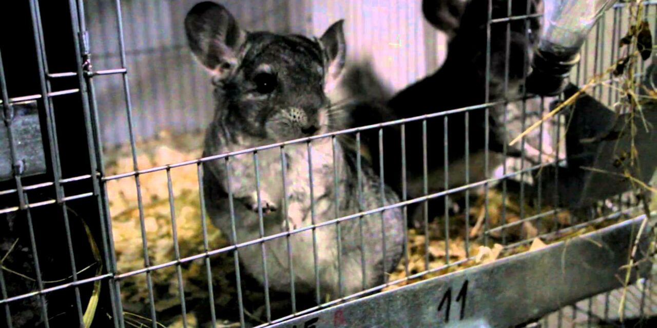 SERBIA – Anti-Fur Action – SIGN THE PETITION!
