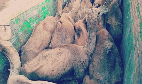 VICTORY FOR OIPA INDIA! Haryana cancels registration of a vehicle used for illegal cattle trafficking