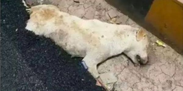 SLEEPING DOG IS POURED MOLTEN TAR ON AND RAN OVER, SIGN A PETITION TO DEMAND PROSECUTION OF DEPLORABLE HUMANS RESPONSIBLE FOR HIS DEATH