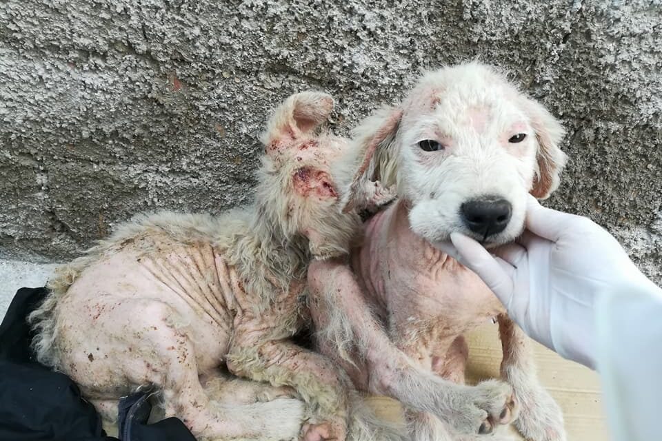 BALOO E BAGHEERA… WHAT’S LEFT OF TWO MAREMMA SHEEPDOGS