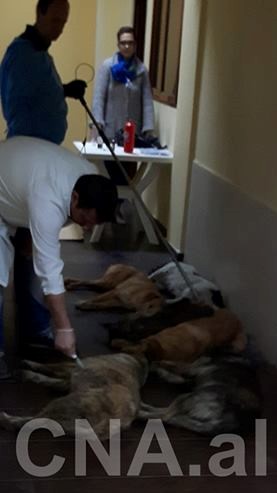 STOP MASS KILLING OF STRAY DOGS IN TIRANA! SIGN THE PETITION