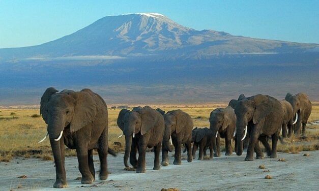 IVORY TRADE IN THE EUROPEAN UNION: DISCUSSION OF THE INTERGROUP ON THE WELFARE AND CONSERVATION OF ANIMALS