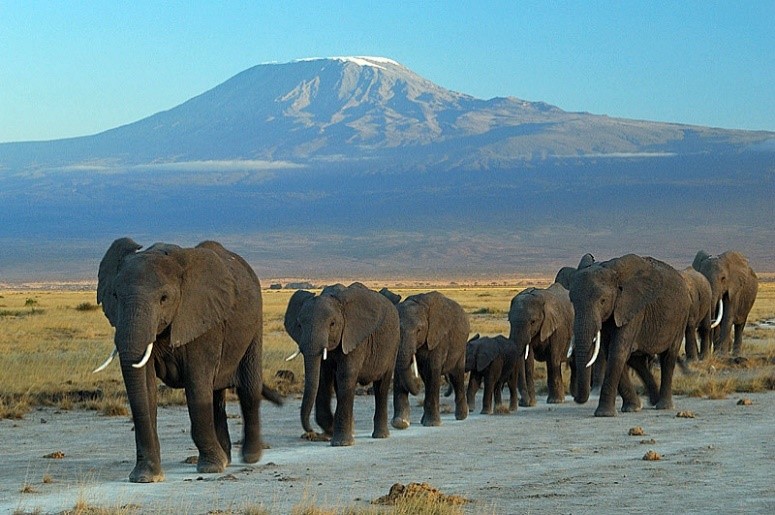 IVORY TRADE IN THE EUROPEAN UNION: DISCUSSION OF THE INTERGROUP ON THE WELFARE AND CONSERVATION OF ANIMALS