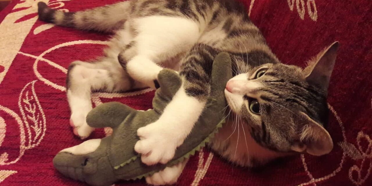 Why would anyone abandon their cat?