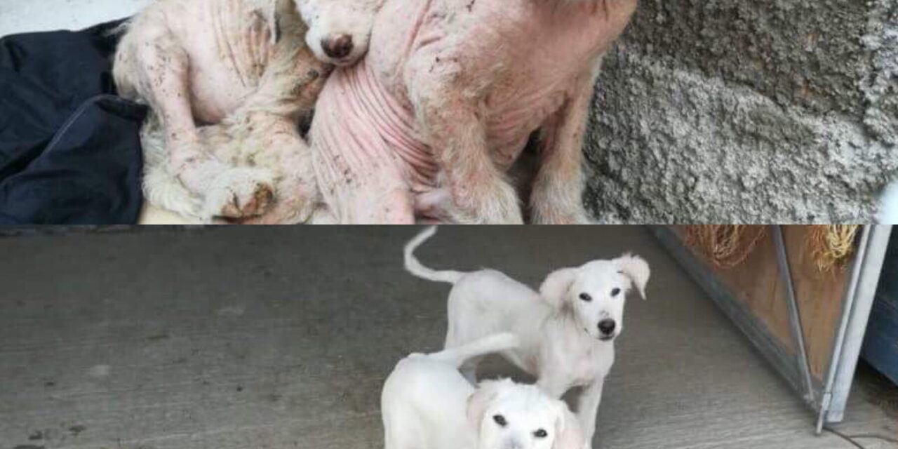 BALOO AND BAGHERA’S SMILE: A VICTORY MADE POSSIBLE THANKS TO YOU