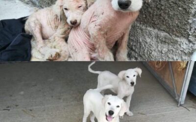 BALOO AND BAGHERA’S SMILE: A VICTORY MADE POSSIBLE THANKS TO YOU