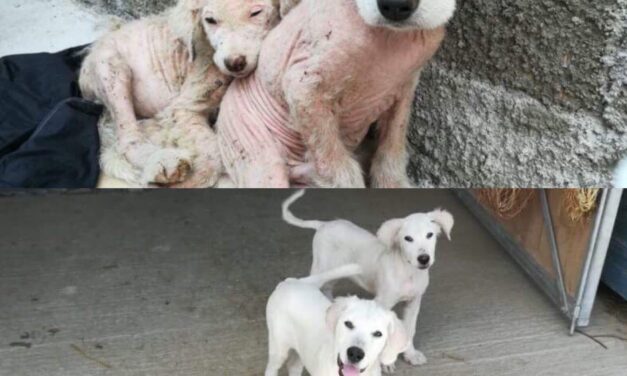 BALOO AND BAGHERA’S SMILE: A VICTORY MADE POSSIBLE THANKS TO YOU