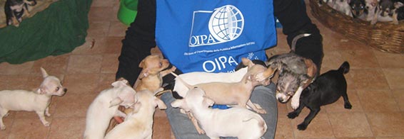 EUROPEAN UNION, FINAL PUSH TO TACKLE ILLEGAL TRADE IN PETS