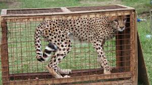 THE UK ANNOUNCES A NEW ACTION PLAN TO FIGHT ILLEGAL WILDLIFE TRADE: $187 MILLION FOR THE NEXT FOUR YEARS