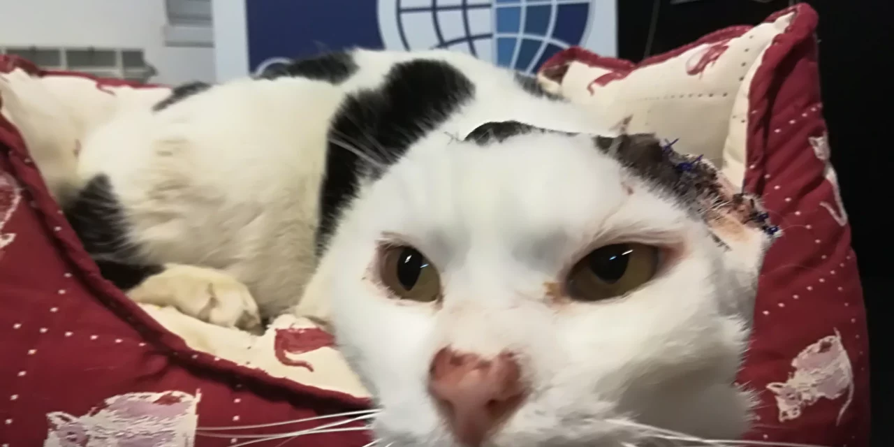 ARTÙ, A SWEET CAT WITH A SAD STORY