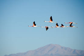 OIPA INDIA: THE STATE OF HARYANA ISSUES AN ADVISORY TO PROTECT AND PRESERVE THE EXOTIC AND MIGRATORY SPECIES OF BIRDS