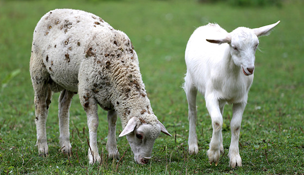 False PPRV alarm: a meaningless slaughter of 30,000 of sheep and goats in Bulgaria