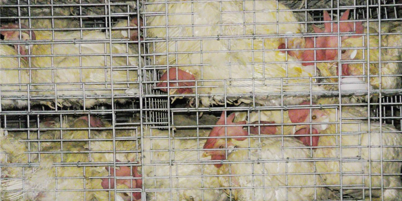 Tokyo Olympic Games Animal Cruelty