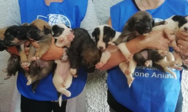 LAILA HAS BEEN ABANDONED AND THROWN ROCKS AT, SHE WAS RISK OF GIVING BIRTH TO HER NINE PUPPIES ON THE STREET: OIPA SYRACUSE’S BLUE ANGELS RESCUED HER BUT NOW SHE NEEDS YOUR HELP