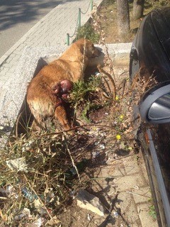 KOSOVO DOG POPULATION MANAGEMENT: GOOD NEWS AND BAD NEWS
