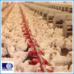 COMBAT CLIMATE CHANGE, GO VEGAN