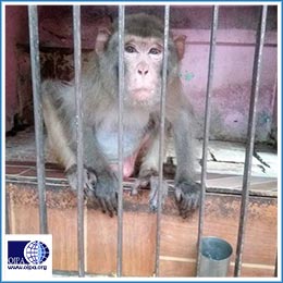 MISSION “GOD HANUMAAN”: CALL FOR IMMEDIATE ACTION!