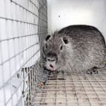 NUTRIA: STERILISATION BY LAPAROSCOPY.